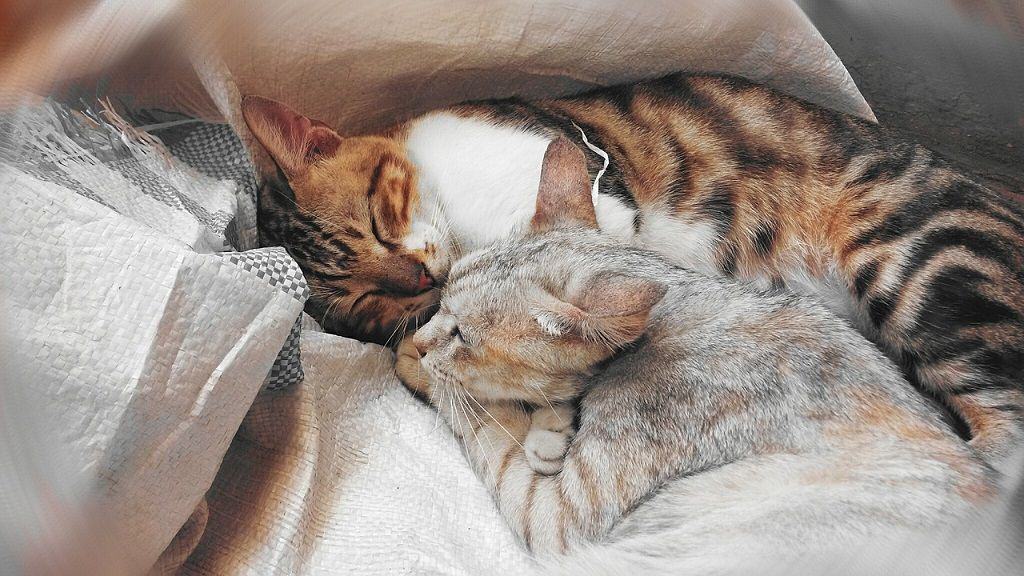 przytulanie koty
